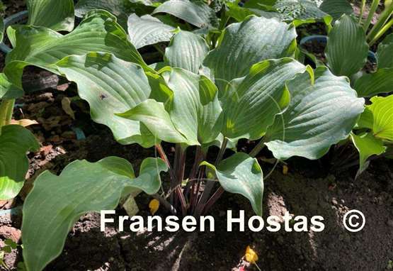 Hosta Night Flight